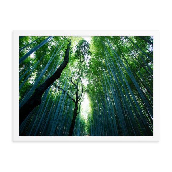 Bamboo Forest. Framed Photo Poster