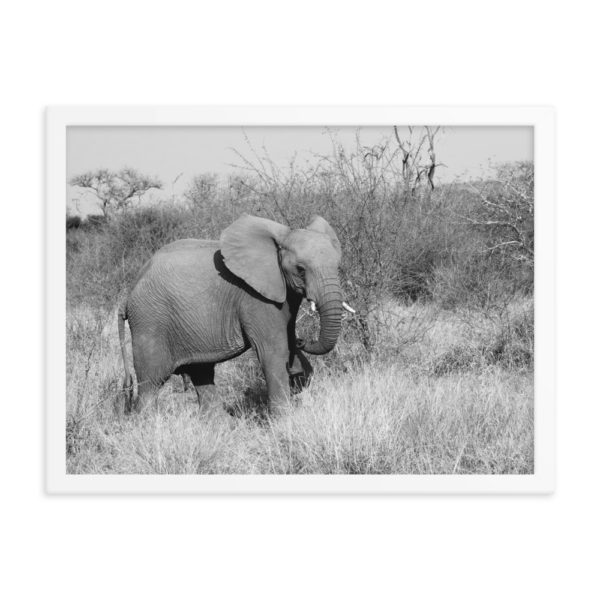 Elephant Framed Photo Poster