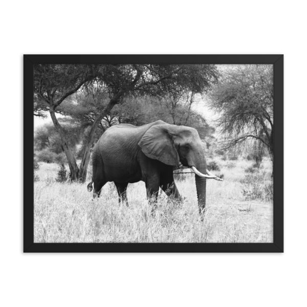 Elephant in Savanna. Framed Photo Poster