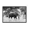 Elephant in Savanna. Framed Photo Poster