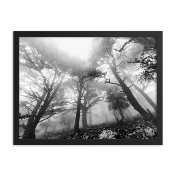 Magic Forest Framed Photo Poster