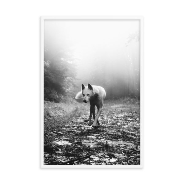 Wolf in the Fog Forest. Framed Photo Poster