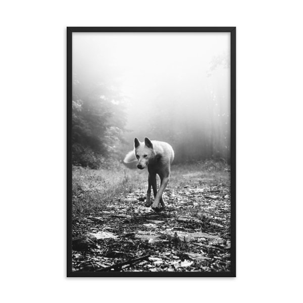 Wolf in the Fog Forest. Framed Photo Poster